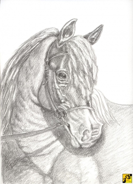 Portret konia