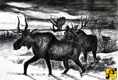 Łosie.