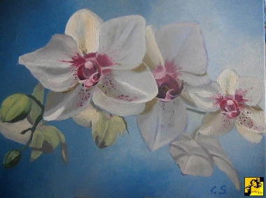 Orchidea