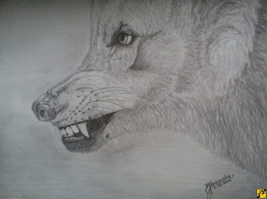 Wilk