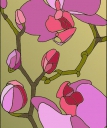 orchidee