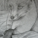 lisek