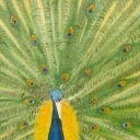 korona pawia