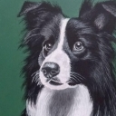 Ozi (Border collie)