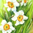 Narcyzy